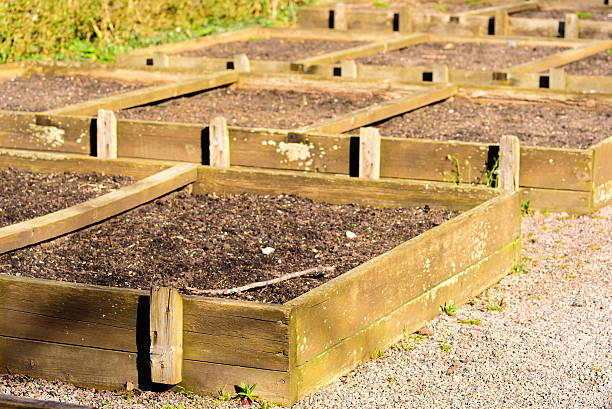 sementeiras de madeira - seedbed imagens e fotografias de stock