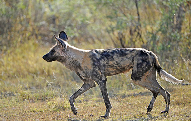 Trotting Painted Dog, Botswana A prowling Painted Dog on the hunt for fresh scent, Moremi National Park, Botswana, Africa prowling stock pictures, royalty-free photos & images