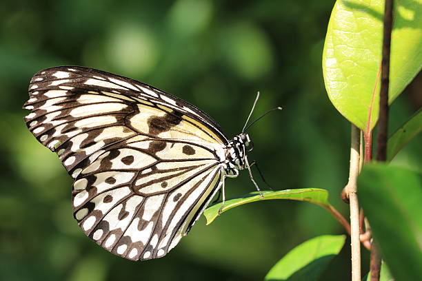 istock Large Tree Nymphs butterfly and green leaf 521076491