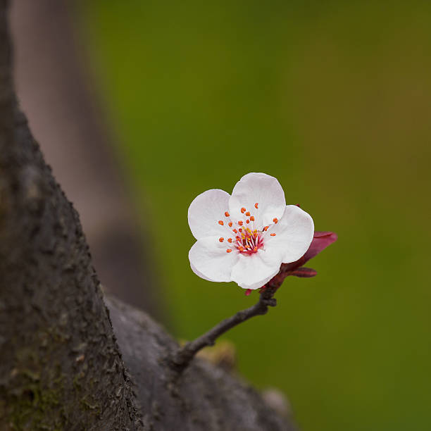 istock Spring flowers series: Prunus cerasifera or  cherry plum 521076676
