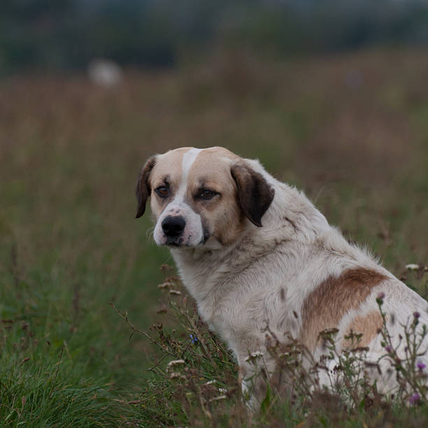 homeless dog resting and looking ahead