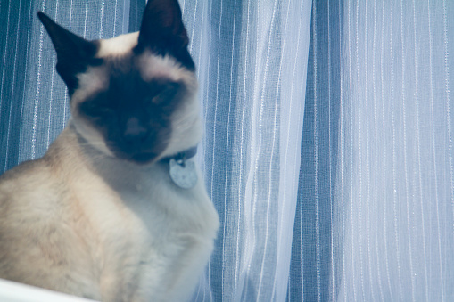 Siamese Cat in Windowsill looking out into the day. Glass window surround. Cat looking out. Daylight picture. Terrace house window.