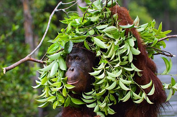 하에서 생태 우산입니다. - animal ape monkey bonding 뉴스 사진 이미지