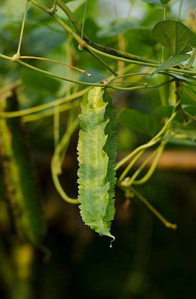 istock organic winged bean (Princess bean/Asparagus pea) in plant, morning. 521080028