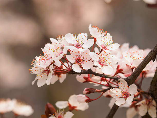 flores da primavera series : prunus cerasifera cereja e ameixa - transperancy - fotografias e filmes do acervo