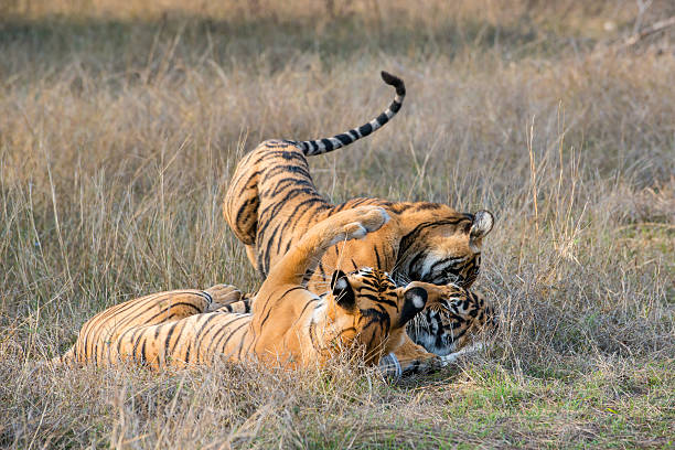 istock Bengal tigers (Panthera tigris tigris) are fighting, wildlife shot 521080540