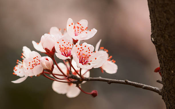 flores da primavera series : prunus cerasifera cereja e ameixa - transperancy - fotografias e filmes do acervo