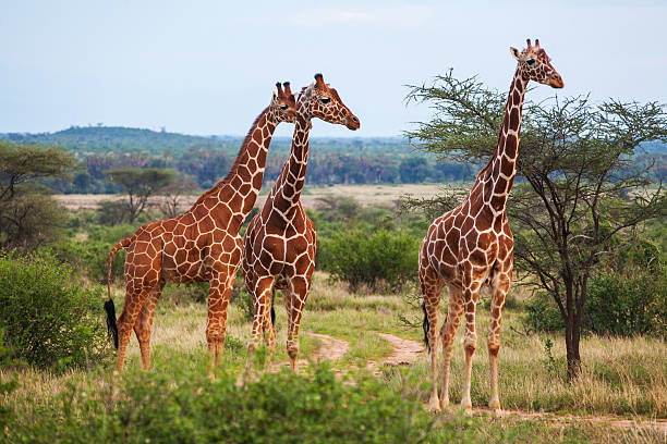 Giraffe among savanna in Africa Giraffe among savanna in Africa giraffe stock pictures, royalty-free photos & images