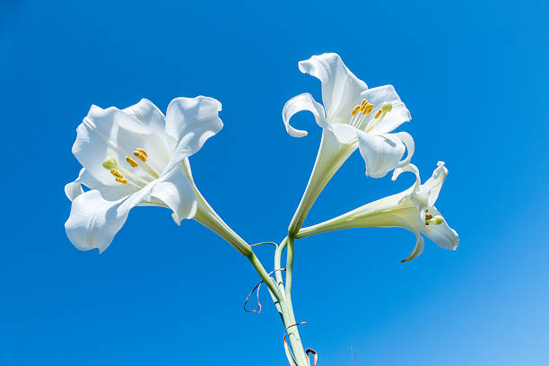 Three white lily flowers, Lilium Candidum (Madonna Lily), on one stem against blue sky background. Horizontal color image with copy space.
