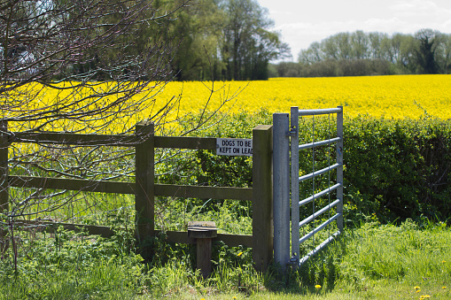 Open gate and stile leading into English farmland with warning sign to dog walkers to keep dogs on lead. 