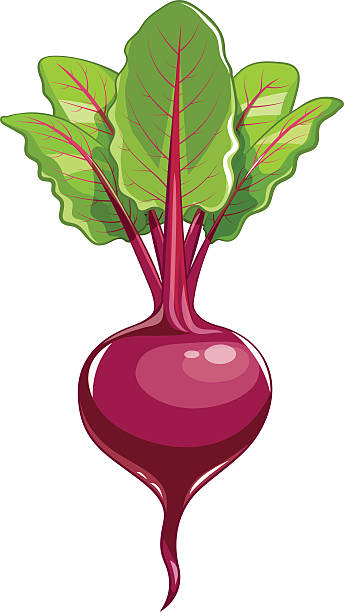 Fresh beet with leaf Fresh beet with leaf. Vector illustration. Isolated white background. Juicy beetroot. vegetable. Organic food. Natural Root. Vegetable Ingredient for food common beet stock illustrations