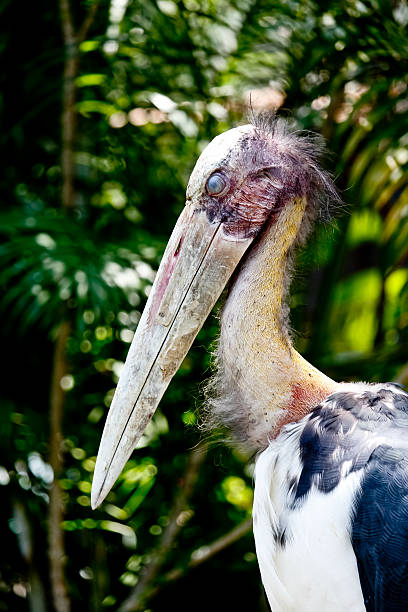istock Lesser Adjutant Stork Bird Blink Its Eye 521084540
