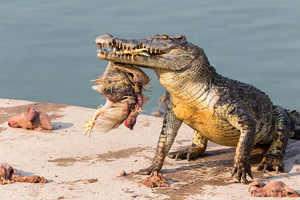 wildlife crocodile catches and eating a chicken wildlife crocodile catches and eating a chicken siamensis stock pictures, royalty-free photos & images