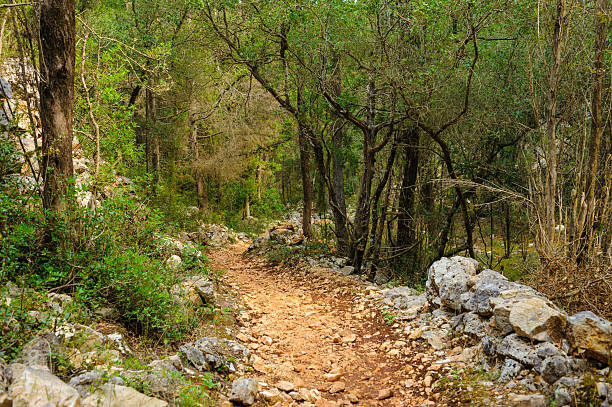 istock Path to Dafnoudi beach on Kefalonia 521085824
