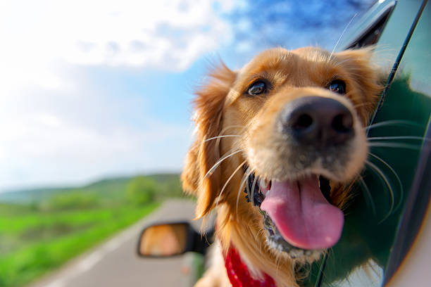 golden retriever mirando por la ventana de coche - dog car travel pets fotografías e imágenes de stock