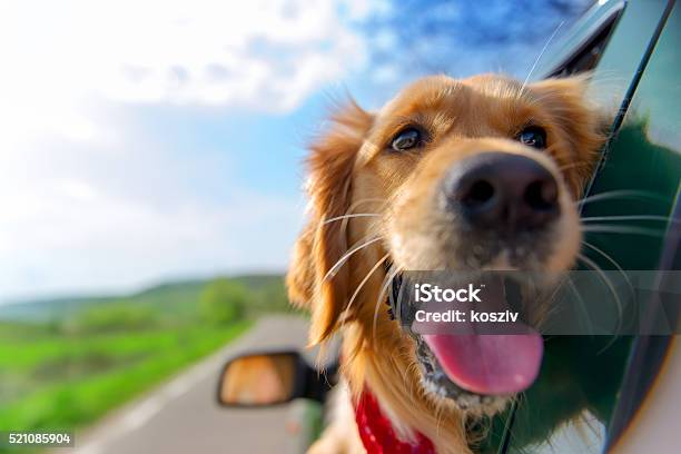 Golden Retriever Looking Out Of Car Window Stock Photo - Download Image Now - Dog, Car, Happiness