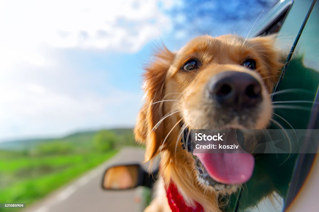 Labrador Dourado olhando para fora da janela de carro - Foto de stock de Cão royalty-free