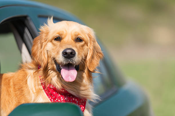 Golden Retriever Looking Out Of Car Window stock photo