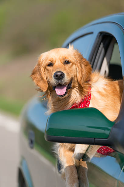 Golden Retriever Looking Out Of Car Window stock photo