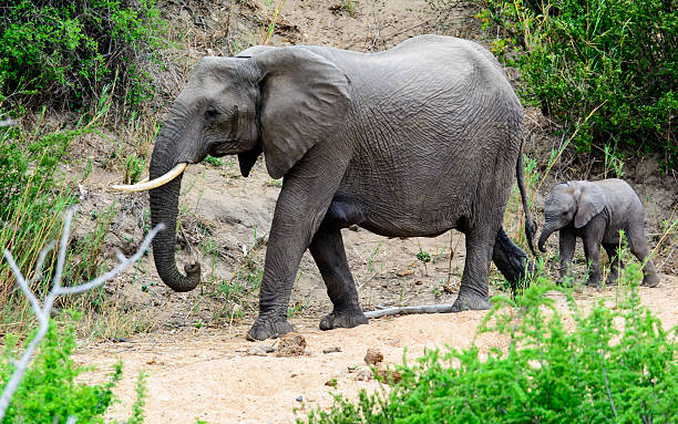 istock Elephant calf following in mum's footsteps 521087852