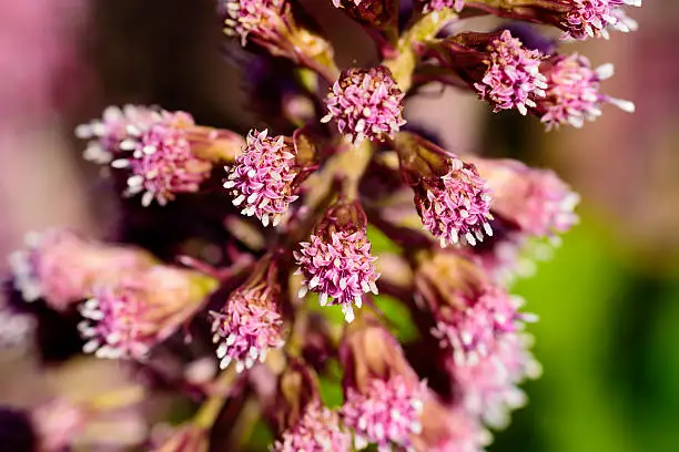 Petasites hybridus, the butterbur, close up of the pink inflorescences clusters of flowers. Also known as bog rhubarb, devils hat or pestilence wort.