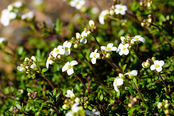 istock Hornungia alpina 521087942