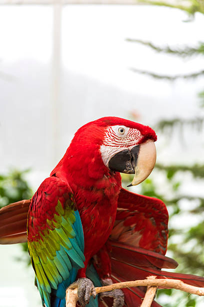 istock Close-up of Bright Red Macaw 521088072