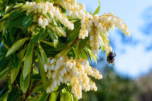 Pieris, also known as andromeda or fetterbush, here seen with a bumblebee on one of the flowers.