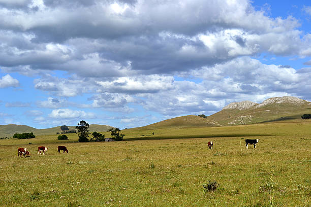 istock Minas landscape, Uruguay 521088386