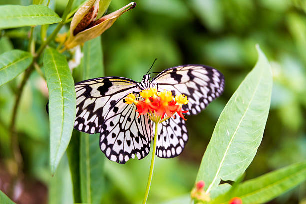 istock Macro of idea leuconoe butterfly feeding on Yellow horizontal 521088576