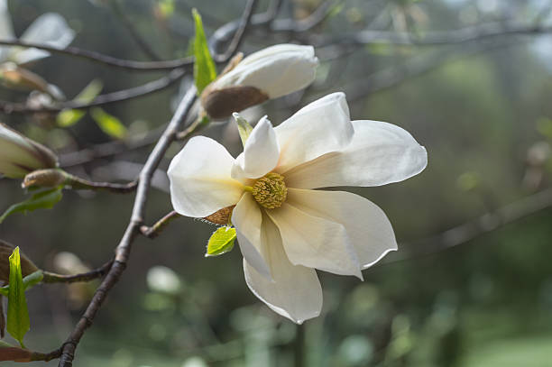 flor de magnólia no jardim na primavera - close to moving up closed single flower - fotografias e filmes do acervo