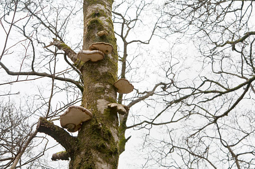 Fungi grow out of the trunks of the trees in the middle of a winter of rain and wet conditions.