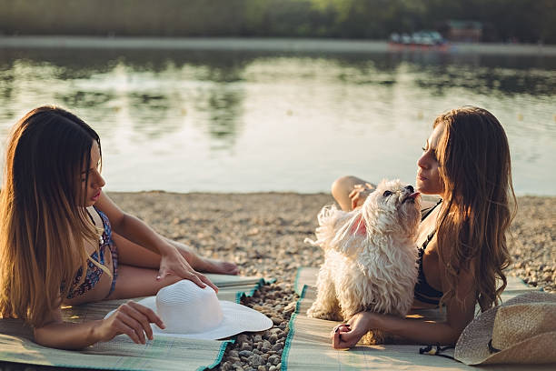 istock Girlfriends with dog lying on the beach and talking 521090012