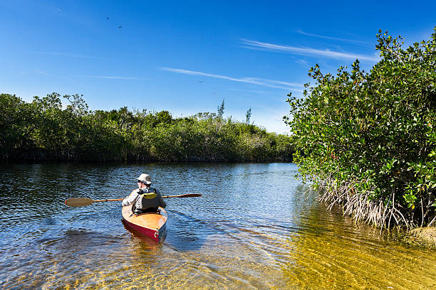 Canoe Trip Homestead, FL U.S. - March 16, 2016: A leisure canoe in the Florida Everglades.  America's Everglades - The largest subtropical wilderness in the United States mangrove forest photos stock pictures, royalty-free photos & images