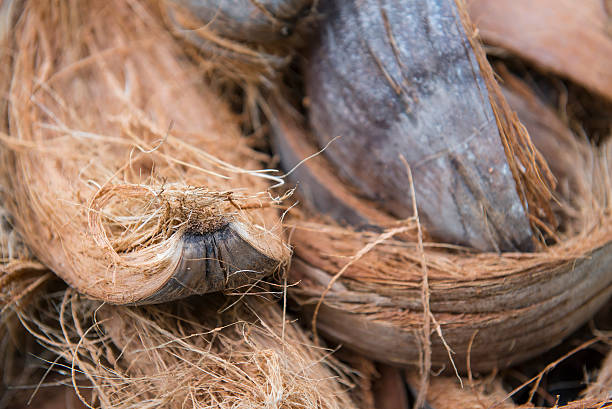 istock Pile of coir husks on the ground 521090356