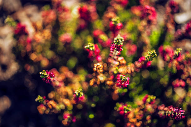 macro shot of pink heathers in autumn
