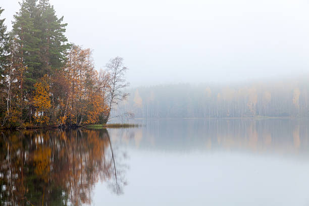 istock Autumnal landscape with coastal threes and fog 521108731