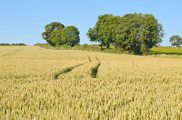 istock Field of wheat with tractor tracts. 521108885