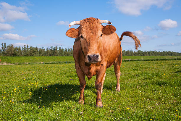 istock Horned brown cow is wagging her tail 521109185