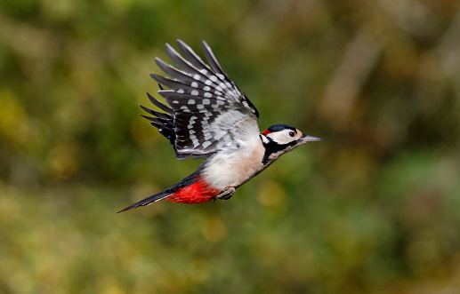 Great-spotted woodpecker, Dendrocopos major, single male in flight, Warwickshire,  October 2014