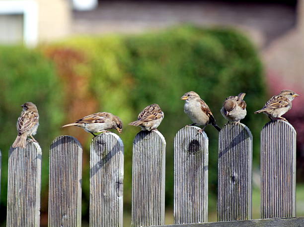 Six sparrows sitting on a fence Six sparrows sitting on a fence in my front garden, west yorkshire, UK passer domesticus stock pictures, royalty-free photos & images