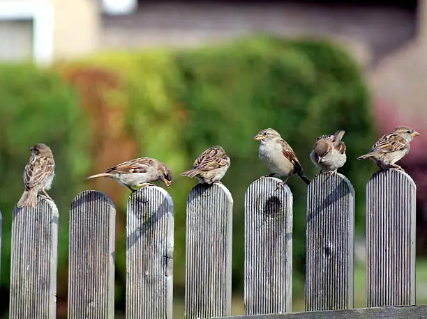 Photo of Six sparrows sitting on a fence