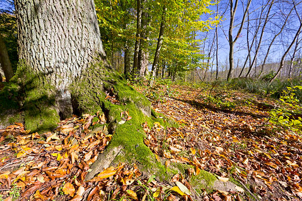 na floresta - schorfheide imagens e fotografias de stock