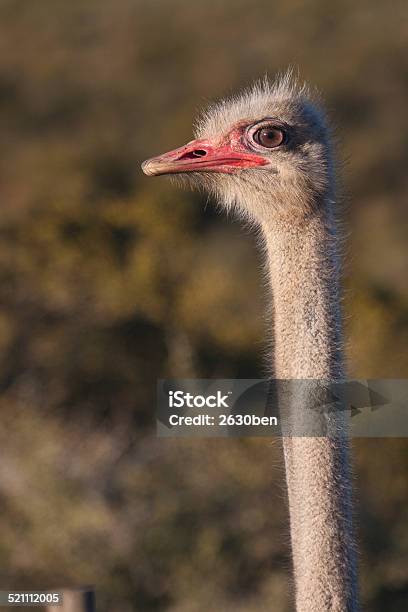 Long Neck Red Beak Stock Photo - Download Image Now - Animal, Animal Neck, Animal Wildlife