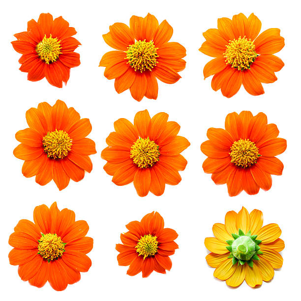 istock Collection of Flower on white background 521112173