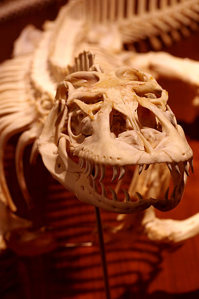 istock Komodo dragon reptile skeleton 3 521112221