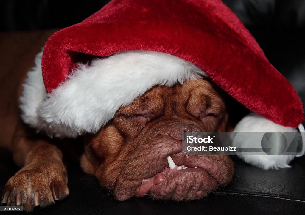 Santa dog Santa paws chilling after a hard day . Christmas Stock Photo