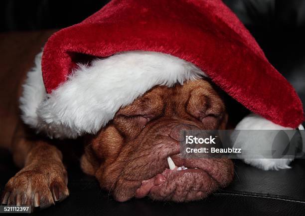Santa Dog Stock Photo - Download Image Now - Christmas, Christmas Card, Dog