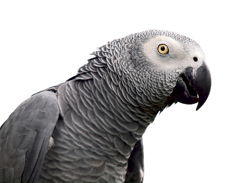 African Grey parrot on a white background.