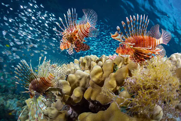 School of lion fish swimming over coral reef and watching their prey - school of tiny fish. Red Sea. Egypt